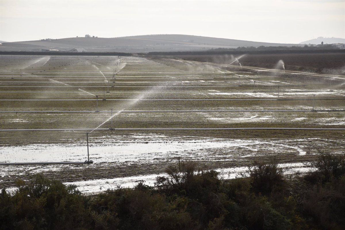 Los cultivos ilegales, el robo del agua y la sobreexplotación amenazan Doñana / Foto: EP