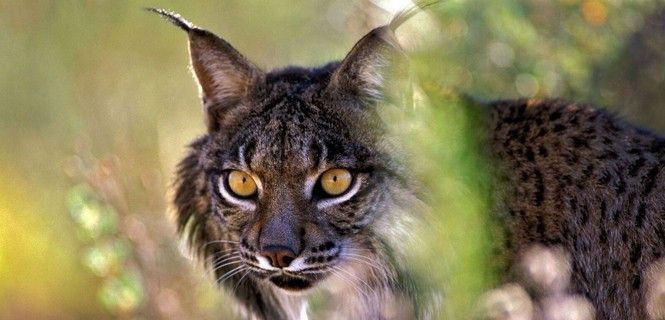 El lince ibérico dejó atrás en 2015 la categoría de 'en peligro crítico de extinción' / Foto: EP - Jorge Sierra / WWF