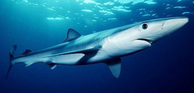 La tintorera 'Prionace glauca', también conocida como tiburón azul / Foto: Wikipedia La tintorera 'Prionace glauca', también conocida como tiburón azul / Foto: Wikipedia