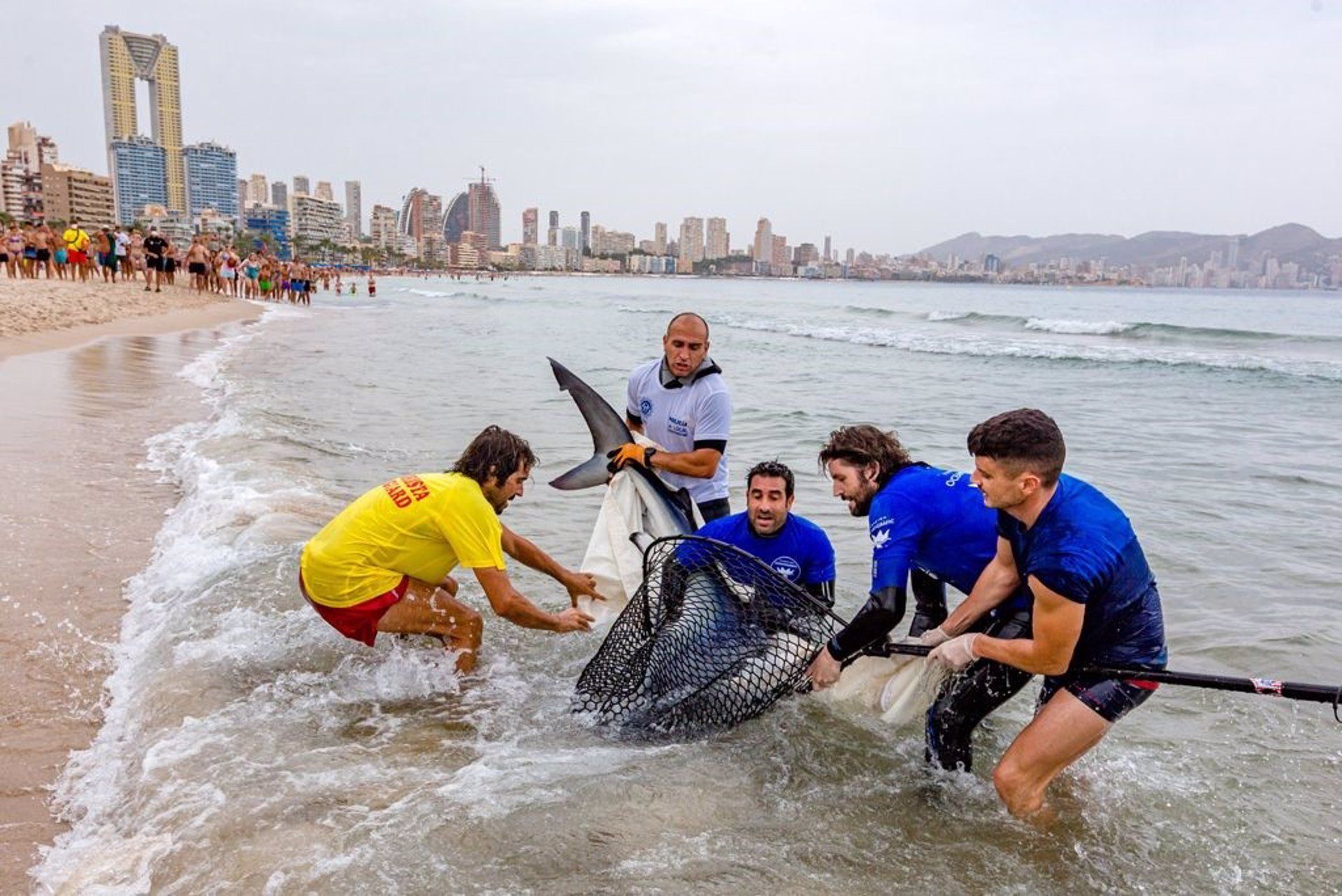 Miembros de Oceanogràfic reintroducen a mar abierto a un tiburón (tintorera) varada en la Playa de Poniente de Benidorm / Foto: EP