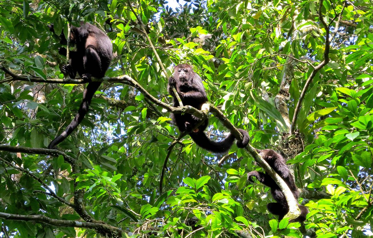 Grupo de monos aulladores negros en la selva de Centroamérica / Foto: SINC