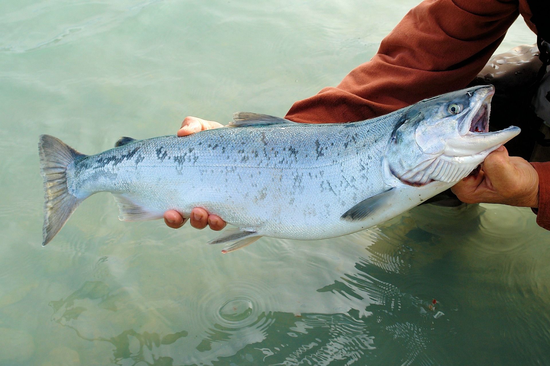 Cuánto sufren los animales marinos ante de llegar al plato / Foto: Barbara Jackson - Pixabay