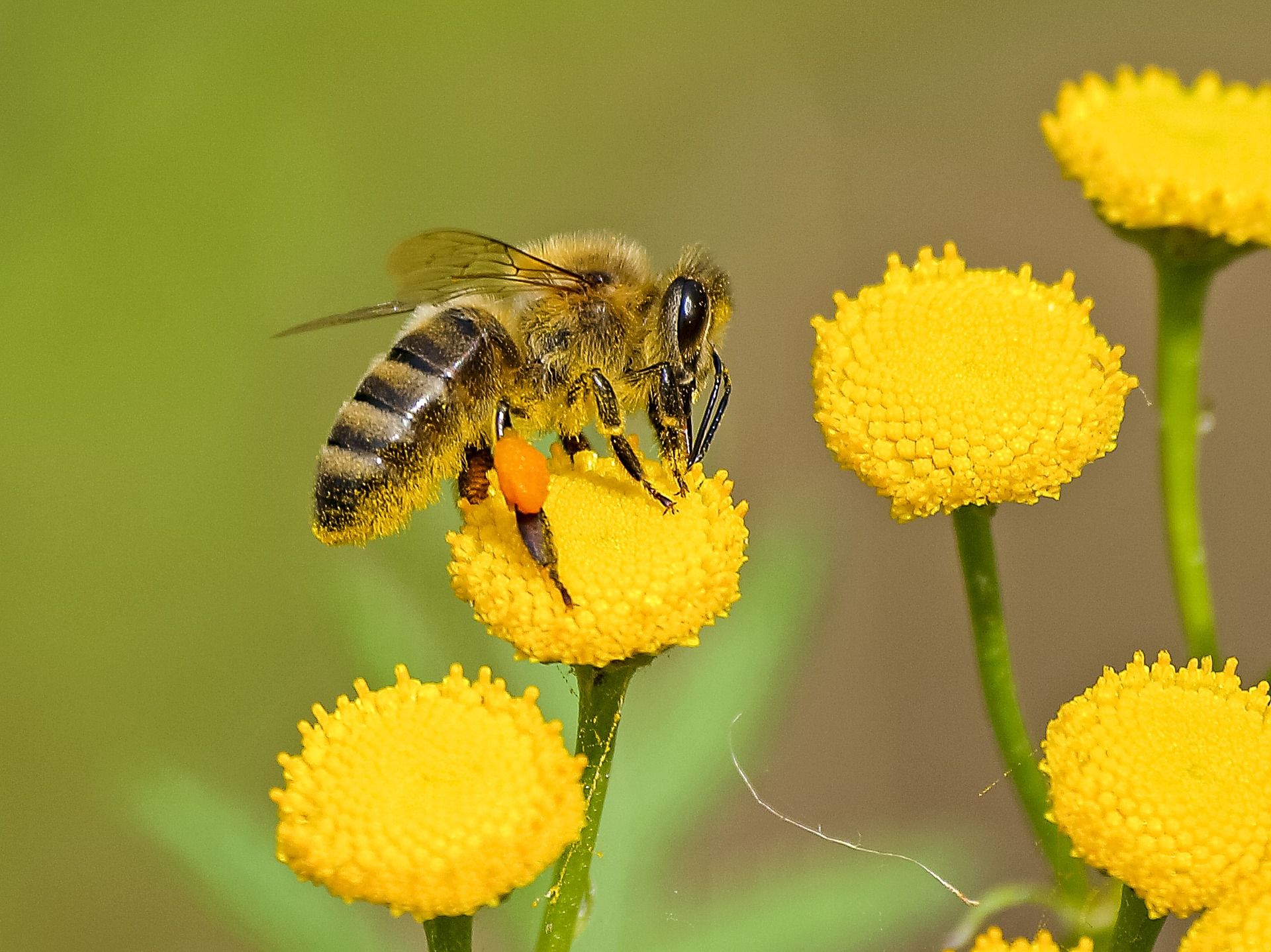 Ejemplar de uno de los tipos de abejas polinizadoras / Foto: Kathy Büscher - Pixabay