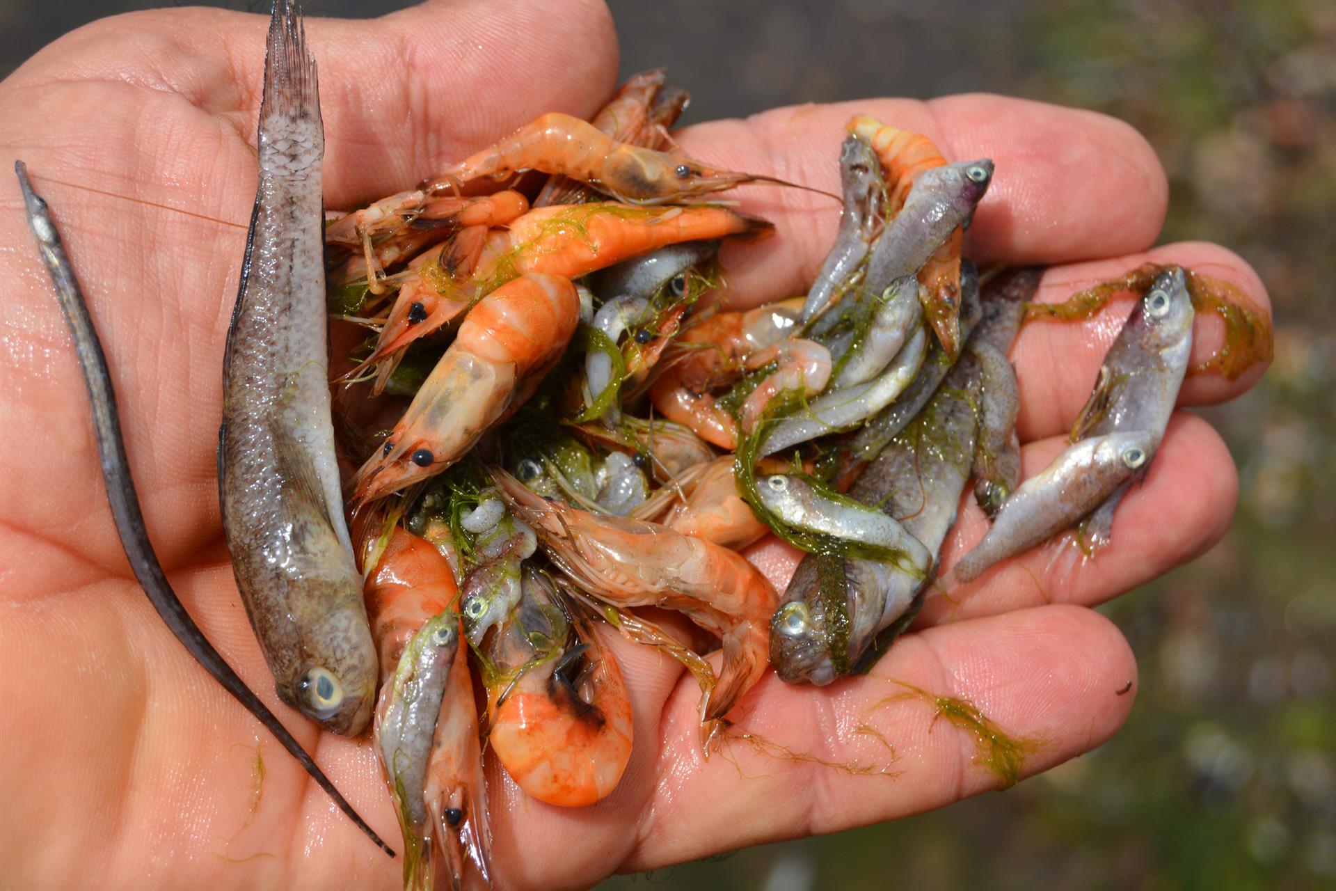 Ejemplares de peces que aparecieron muertos este lunes en la orilla del Mar Menor / Foto: EP