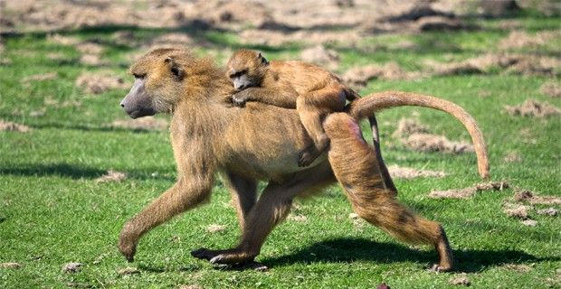 Papión de Guinea  en el Parque de animales de Port Lympne, Hythe (Kent), Inglaterra / Foto: William Warby - Wikipedia