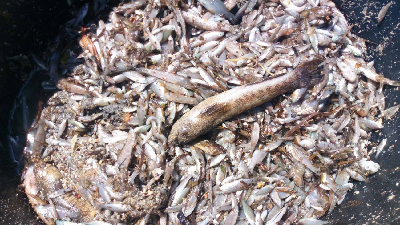 Nuevo episodio de mortalidad de peces en el Mar Menor / Foto: SINC