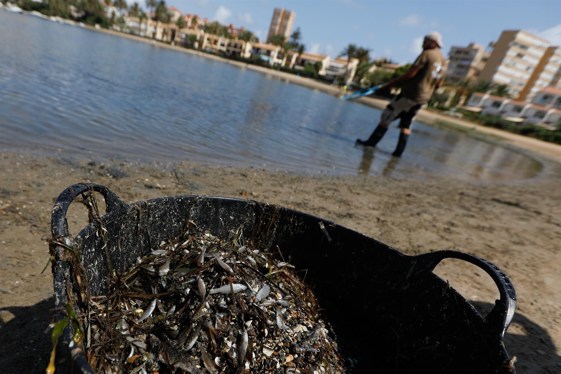 Peces muertos recogidos en las playas del Mar Menor / Foto: EP