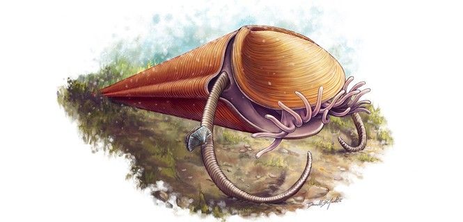 Reconstrucción de un ejemplar de hiolito / Imagen: Danielle Dufault - Museo Real de Ontario