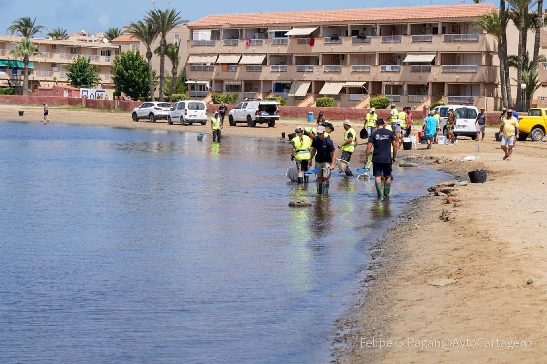Labores de limpieza de peces muertos en el Mar Menor. El Colegio Biólogos de Murcia expresa su "honda" preocupación / Foto: EP