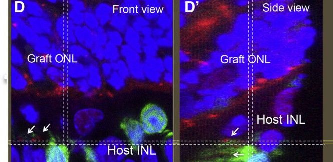 Imagen 3D del contacto entre las células bipolares (verdes) y la retina (rojo) / Foto: Stem Cell Reports 2017