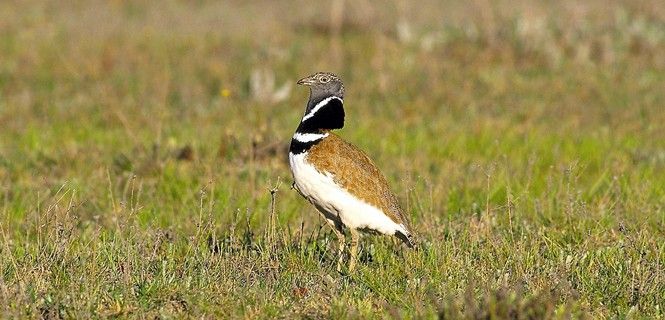 El ritual de apareamiento es el rasgo más llamativo de esta alondra / Foto: SEO/BirdLife