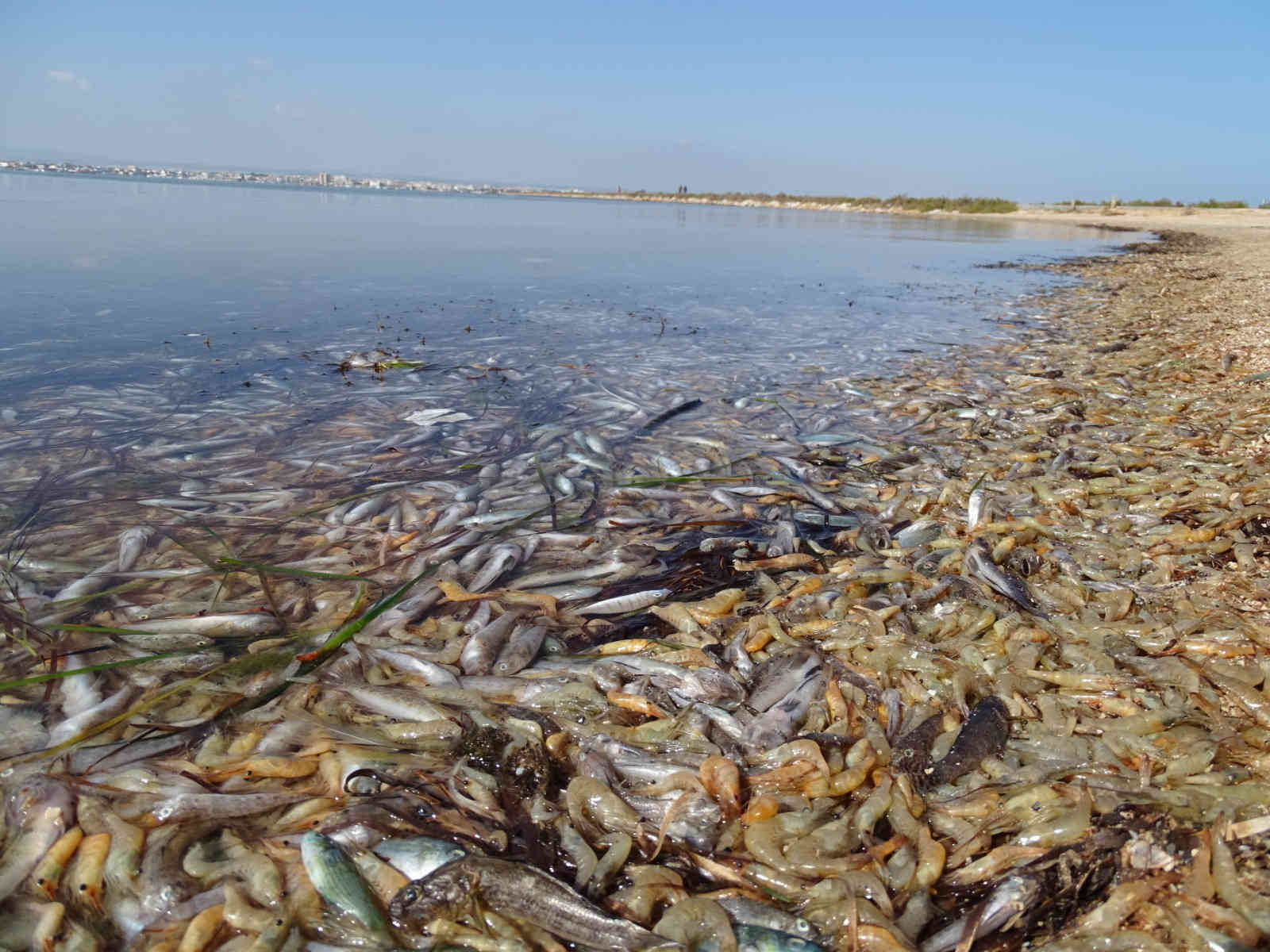 Peces muertos en las orillas de la albufera del Mar Menor / Foto: ANSE