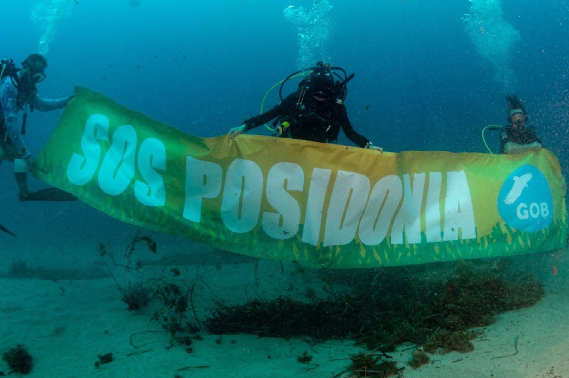 Acción del Grupo Ornitológico Balear (GOB) en denuncia por el impacto de fondeos y vertidos sobre la pradera de posidonia / Foto: EP