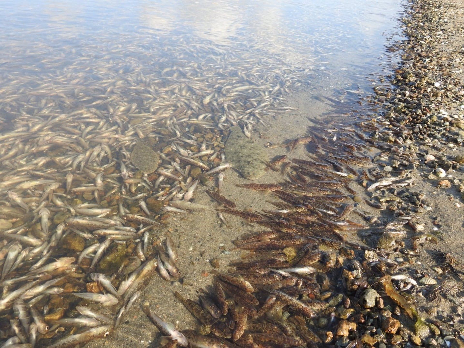 Peces muertos en la costa del Mar Menor el 20 Agosto 2021 / Foto: P. García - ANSE - EP