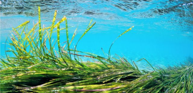 Las praderas de posidonia son esenciales para el mantenimiento de la biodiversidad marina: son lugar de puesta y refugio de peces, crustáceos y moluscos / Foto: @MiquelGomila