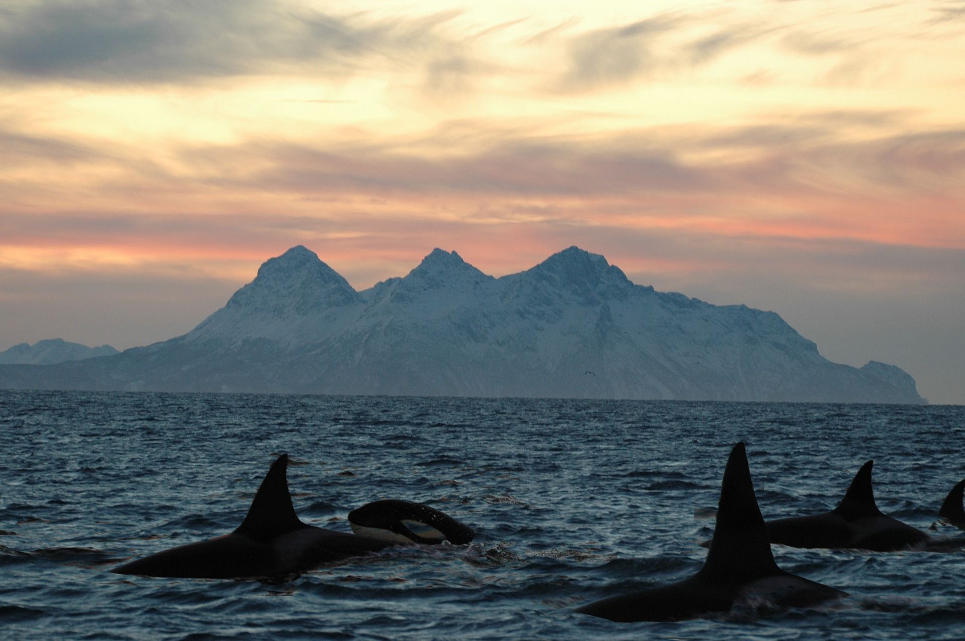 Ejemplares de orcas en el océano. Acuerdo global para hacer frente a la contaminación marina por plásticos / Foto: Chris Amos - Pixabay