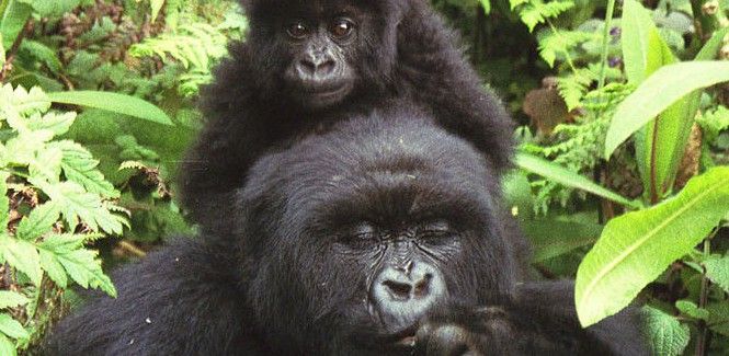 Una hembra y su cría de gorila de montaña en el parque de Virunga, entre Ruanda y la R.D.Congo / Foto: Wikipedia