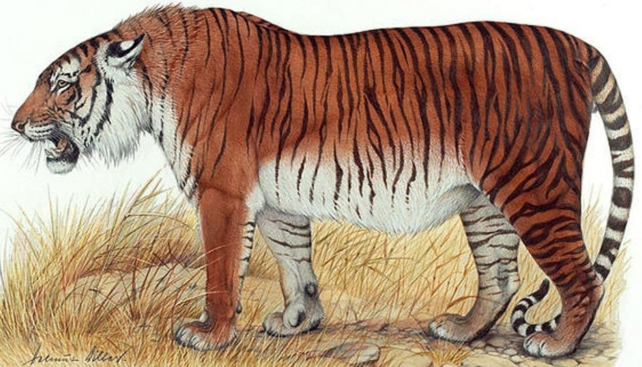 El tigre del Caspio fue uno de los mayores felinos del planeta / Foto: Heptner y Sludsky
