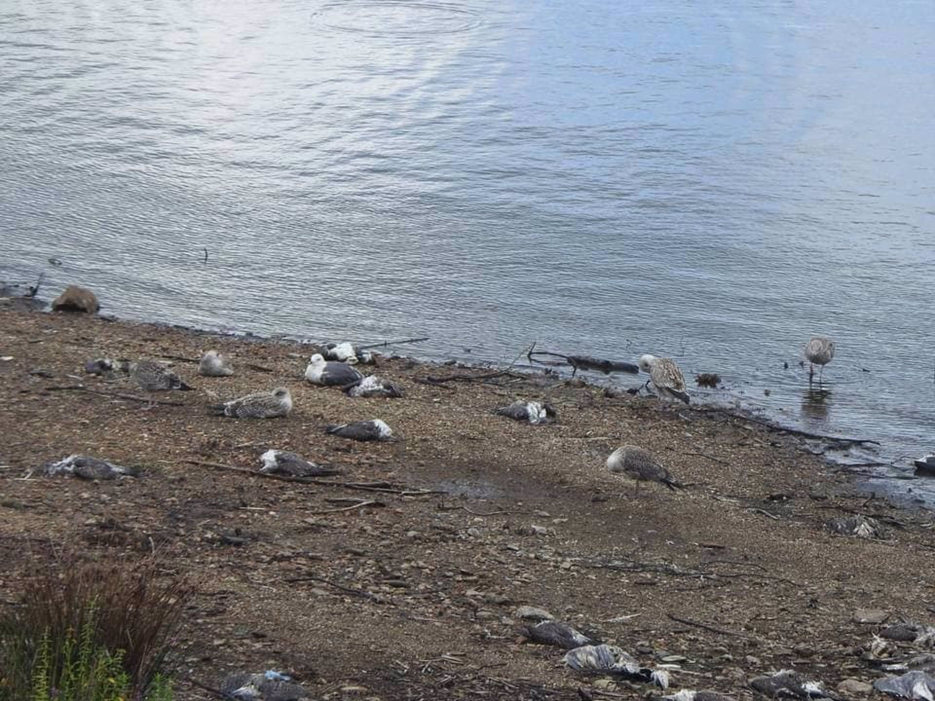 Envenenamiento de cientos de aves en el embalse de Vilagudín, Ordes (A Coruña) / Foto: EP