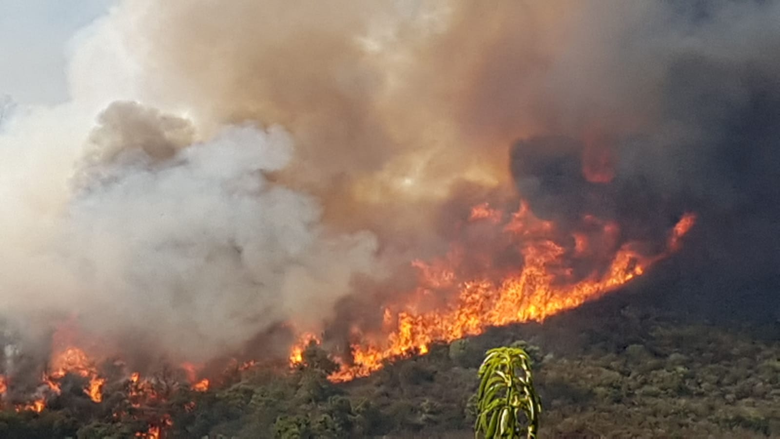 Llamas del incendio de Sierra Bermeja / Foto: Ecologistas en Acción