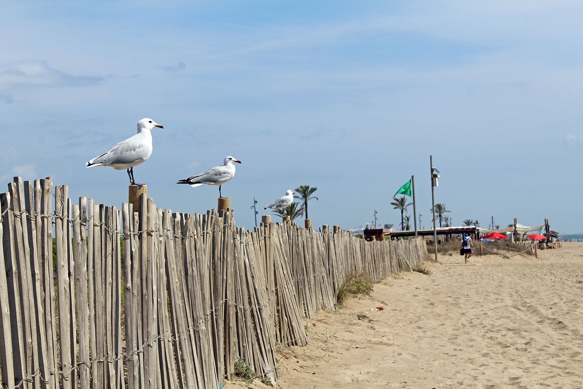 Gaviotas frente a una de las playas de la costa del Delta del Llobregat / Foto: FFM - EA