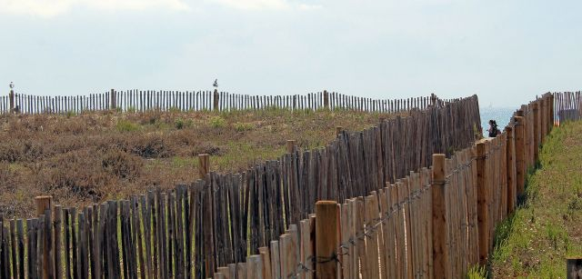 Una persona pasea por los parajes del Delta del Llobregat en Barcelona, junto a dunas empalizadas que protegen a la costa del mar / Foto: FFM - EA Una persona pasea por los parajes del Delta del Llobregat en Barcelona, junto a dunas empalizadas que protegen a la costa del mar / Foto: FFM - EA
