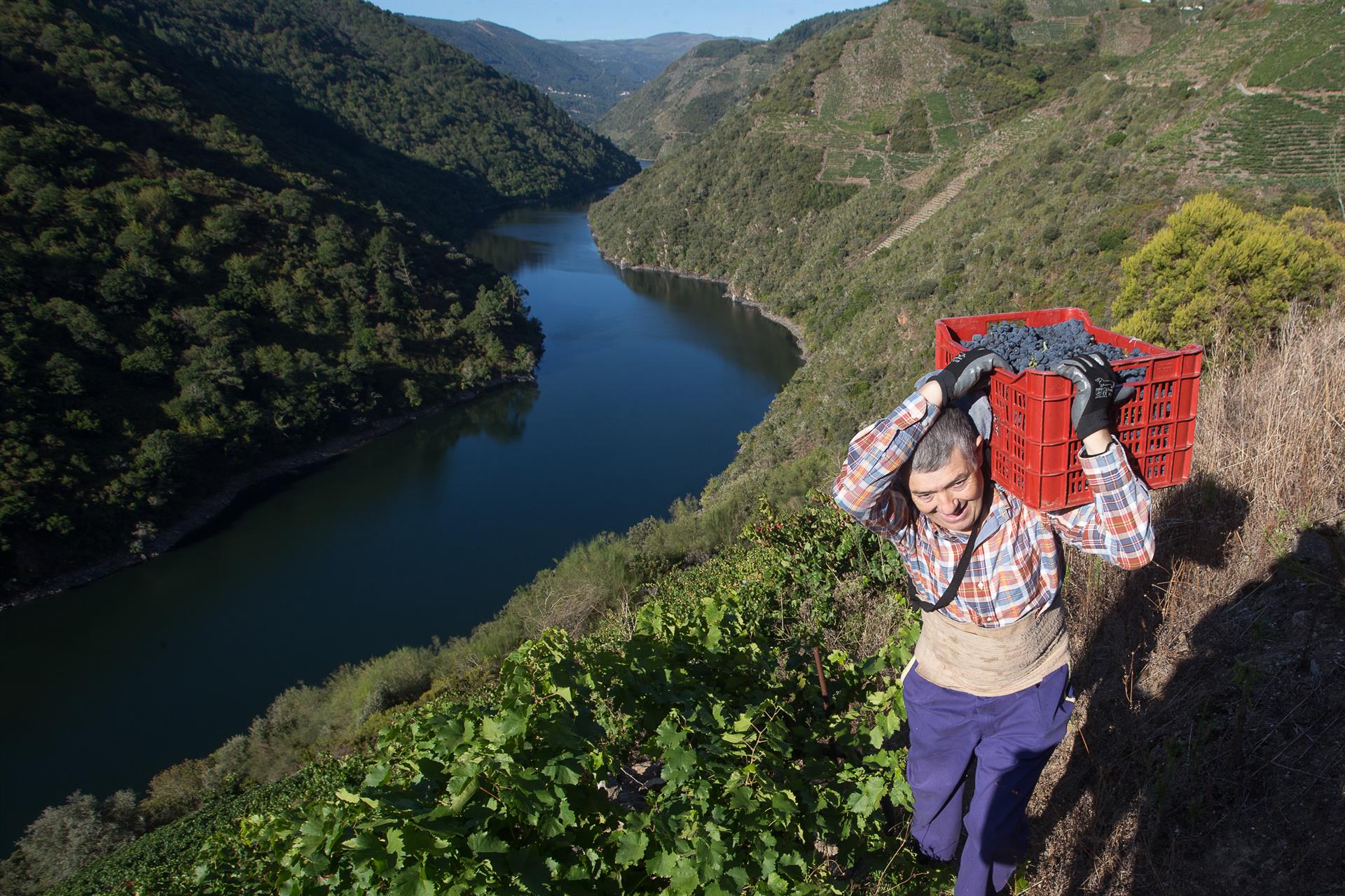 Vendimiador en el viñedo de la Bodega Algueira de la D.O. Ribeira Sacra, declarada Reserva de la Biosfera / Foto: EP