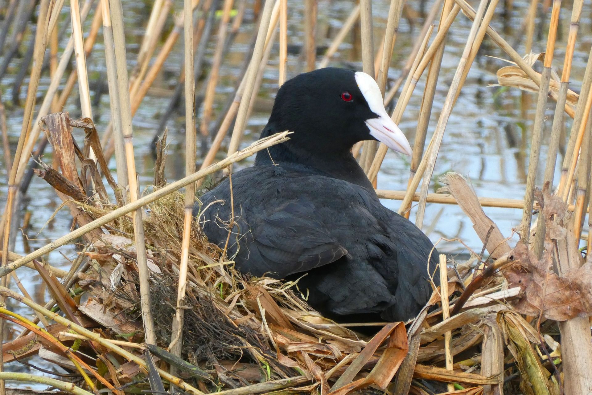 Los desembalses en Extremadura habrían causado daños ambientales en varios espacios protegidos, según SEO/BirdLife / Foto: Else Margriet - Pixabay