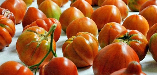 Ejemplares de tomates, en el Instituto de Biología Molecular y Celular de Plantas / Foto: CSIC-UPV