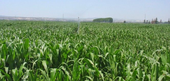 Plantación de panizo genéticamente modificado / Foto: Gobierno de Aragón