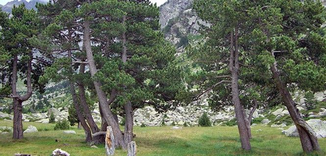 Arboleda de pino negro 'Pinus uncinata' / Foto: Joan Simon