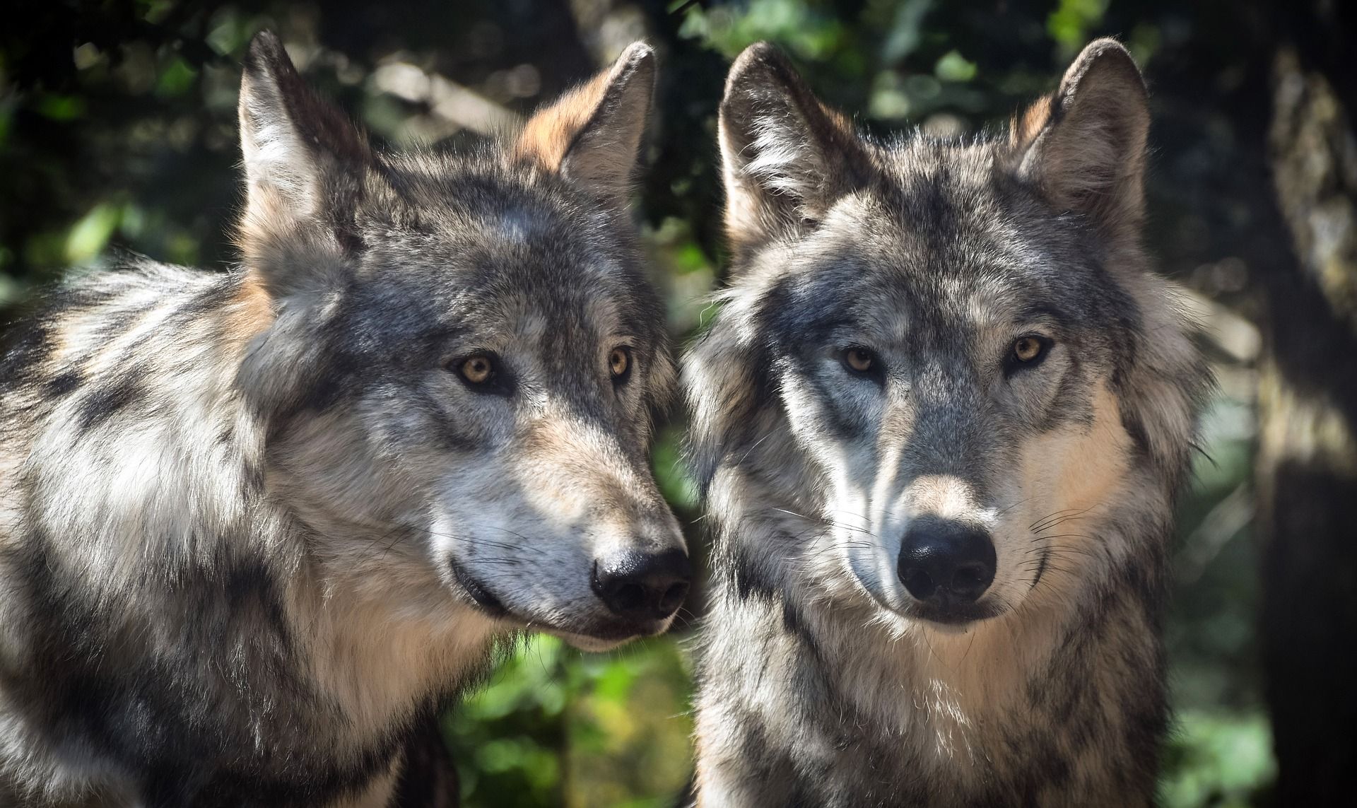 El lobo ibérico deja de ser una especie cinegética. Piden paralizar la orden que impide cazar lobos / Foto: Christel Sagniez - Pixabay
