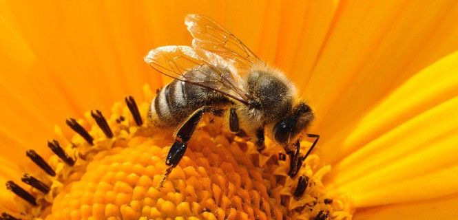 Una abeja de la miel libando en una flor / Foto: Pixabay