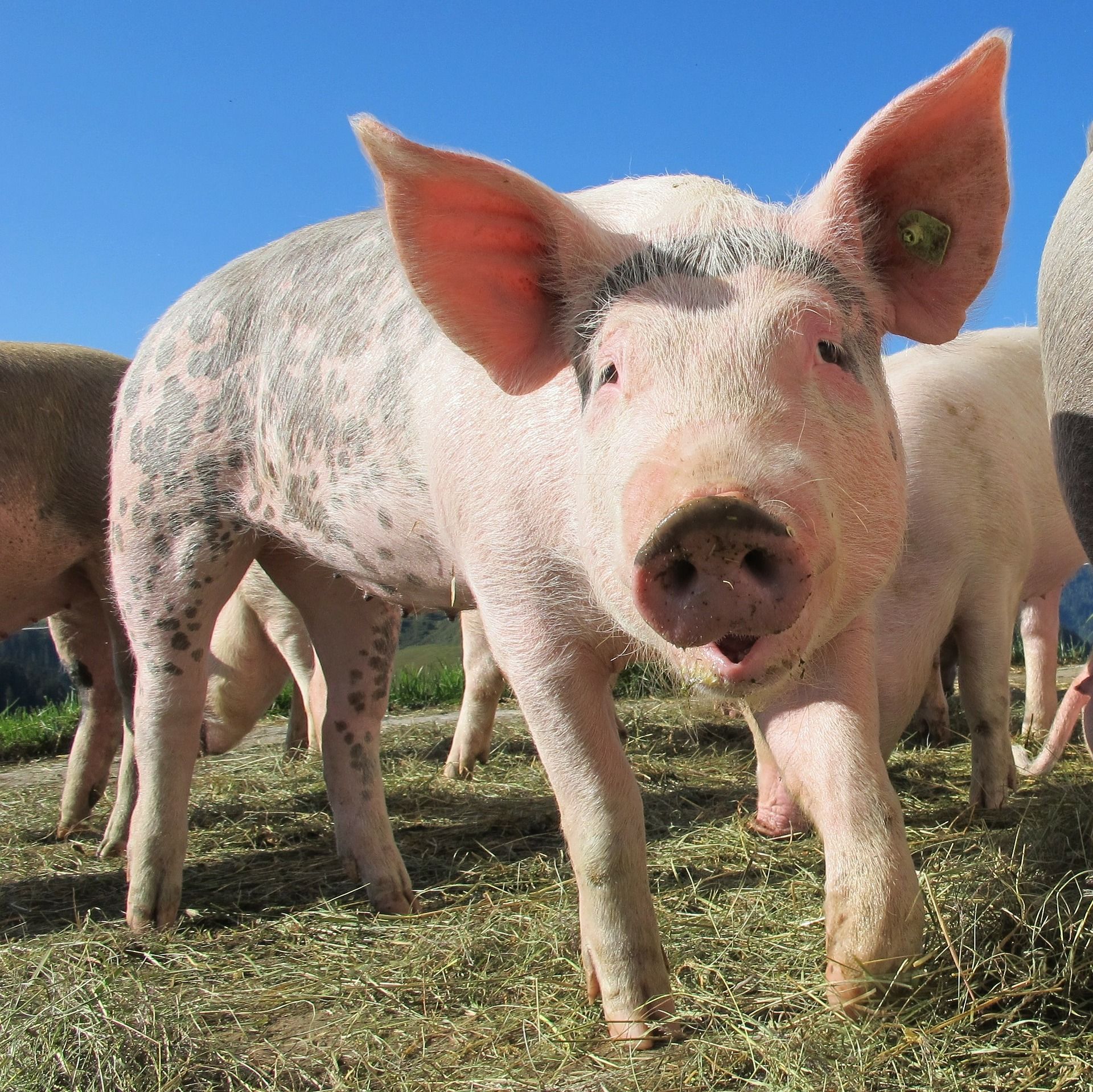 Primer plano de un ejemplar de cerdo. La producción de alimentos y gases de efecto invernadero / Foto: Marion Streiff - Pixabay