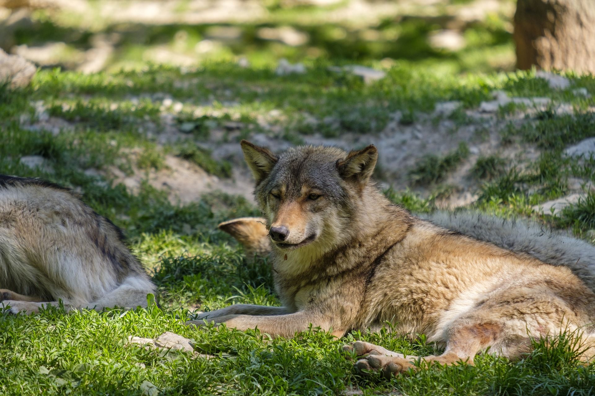 Los planes de gestión del lobo de las CCAA siguen vigentes y permiten eliminar ejemplares / Foto: Bruno Germany - Pixabay