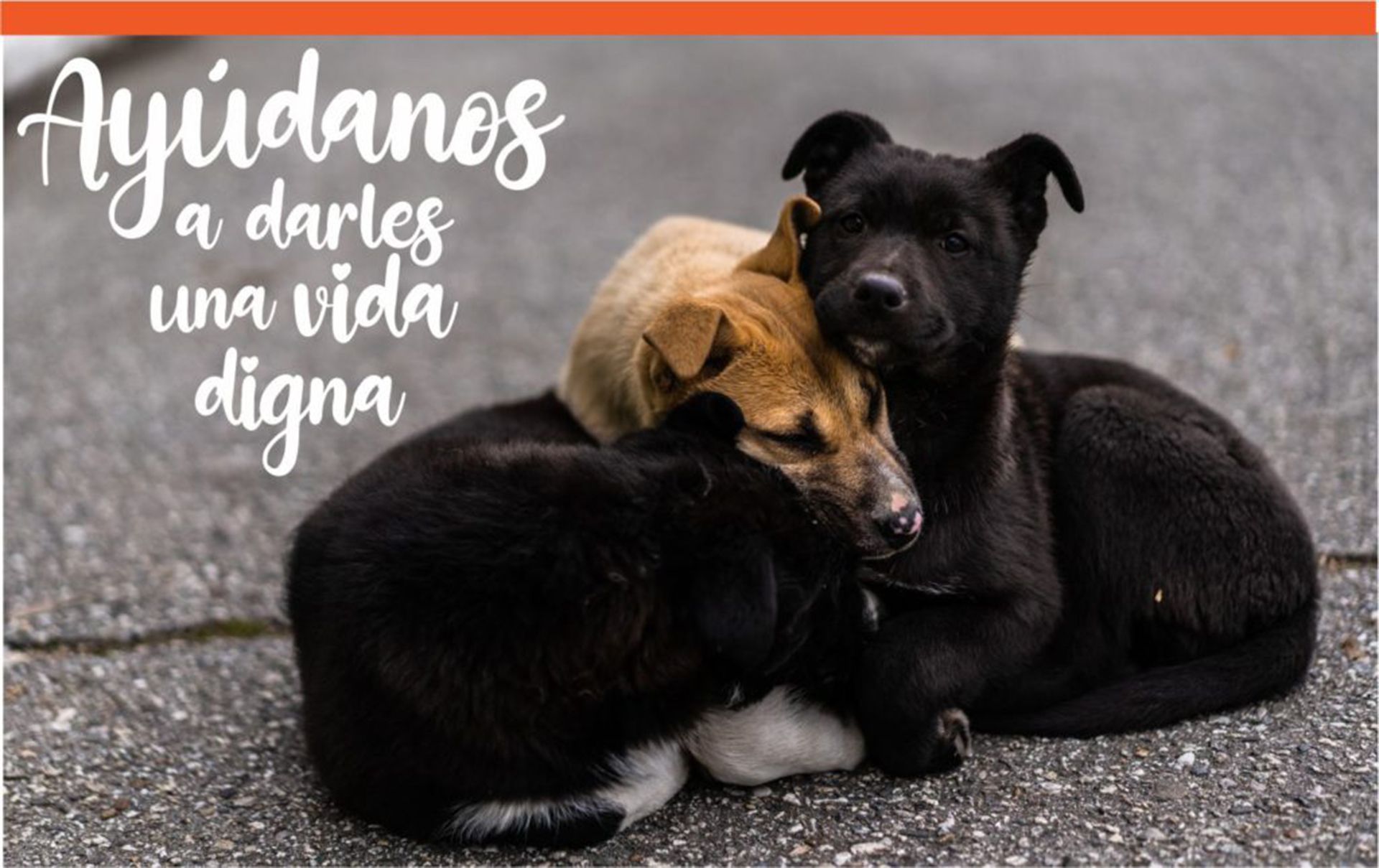 Imagen de dos perros de la web de Iberánimal / Foto: Iberánimal.org