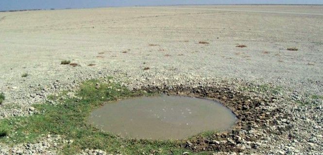 La sequía azota a Doñana / Foto: Carlos Dávila-SEO/BirdLife