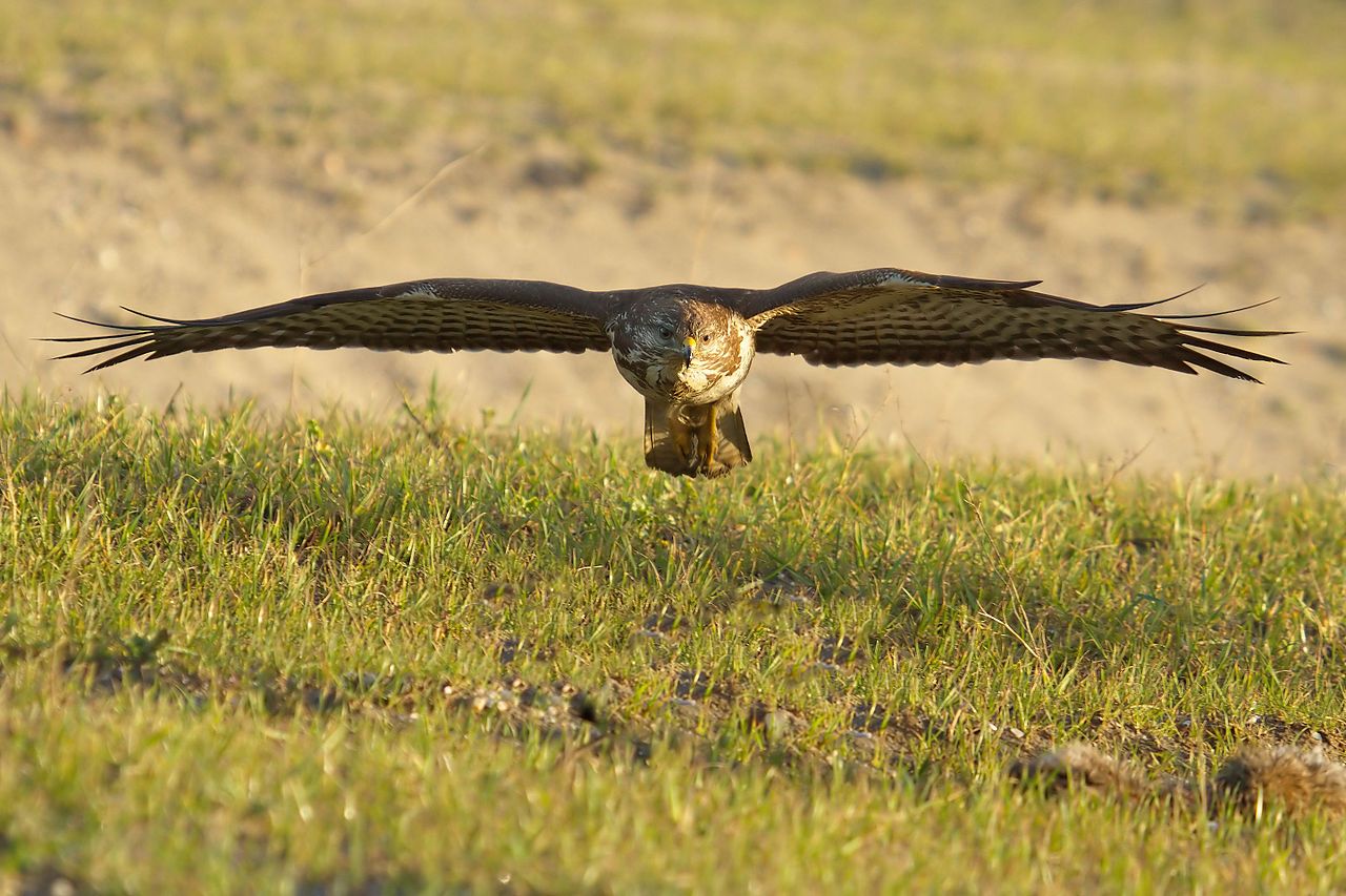 Las especies de aves afectadas son rapaces como el busardo ratonero / Foto: Wikipedia