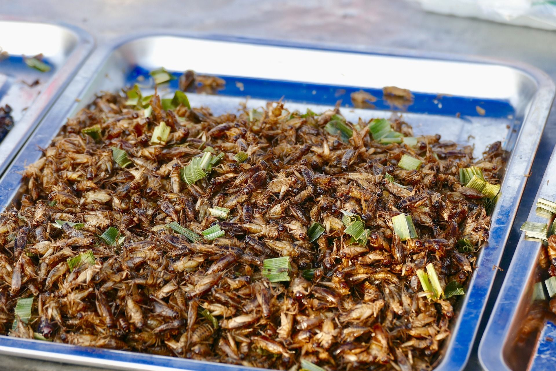 Bandeja con insectos comestible en un mercado de Tailandia / Foto: Pixabay