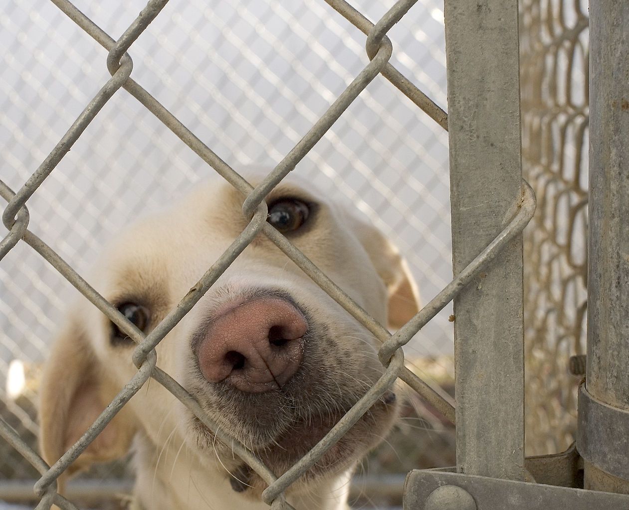 Primer plano de un can detrás de una reja. La Ley de bienestar animal entrará en vigor el 1 de enero de 2023 / Foto: EP