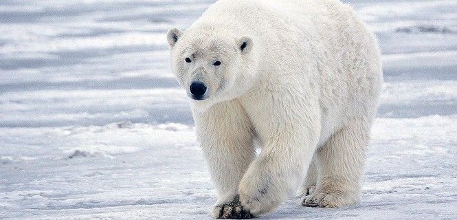 La batalla climática es fundamental para el Planeta / Foto: Alan D. Wilson - WP