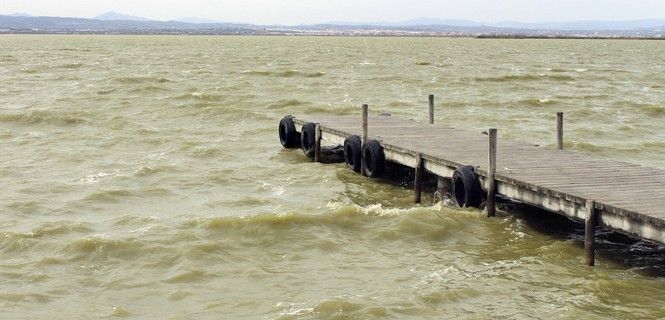 La eutrofización propicia la proliferación de algas en l'Albufera / Foto: Pablo Vera - SEO/BirdLife