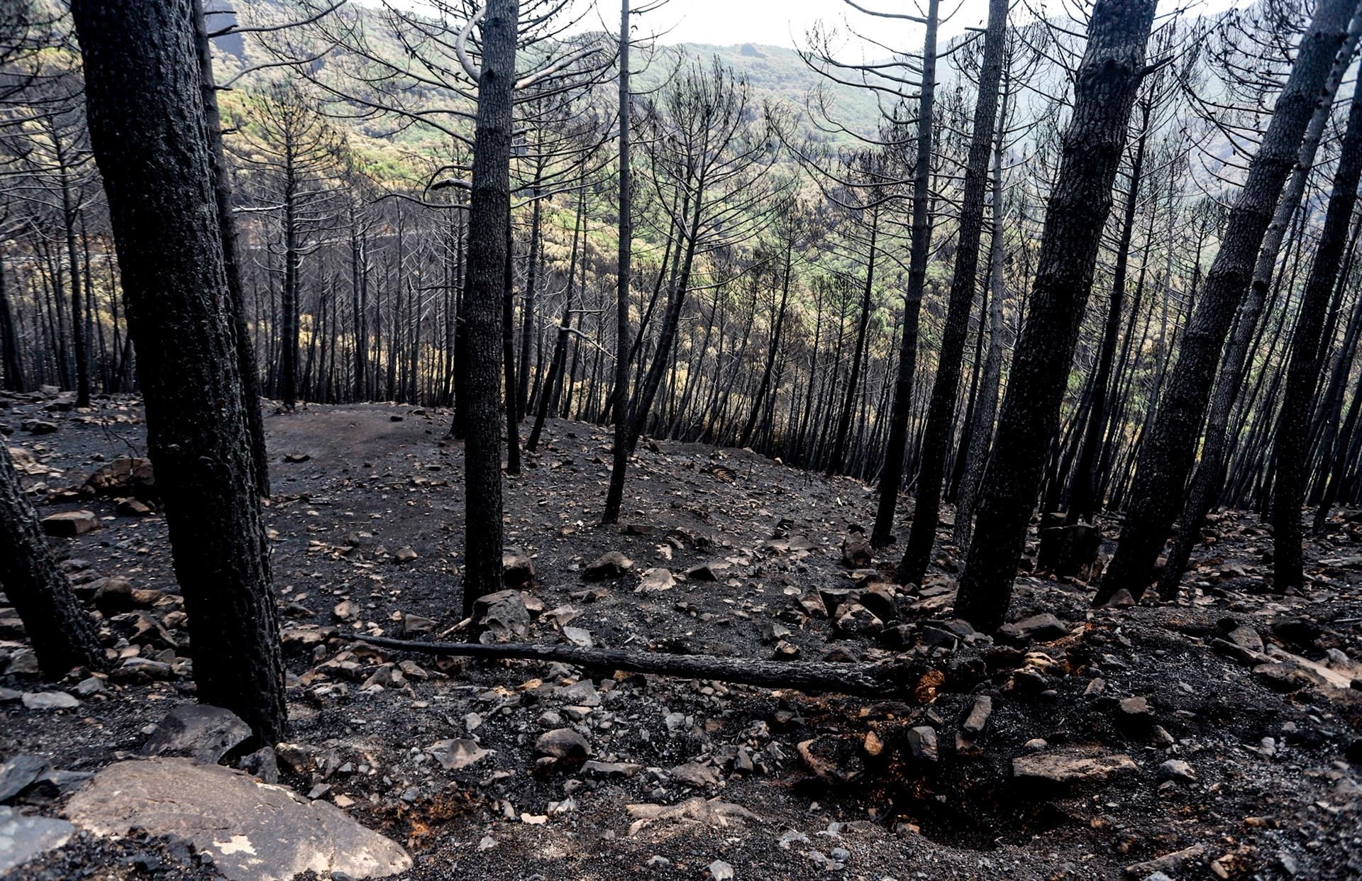 Zonas quemadas por el incendio de Sierra Bermeja / Foto:  Álex Zea - EP
