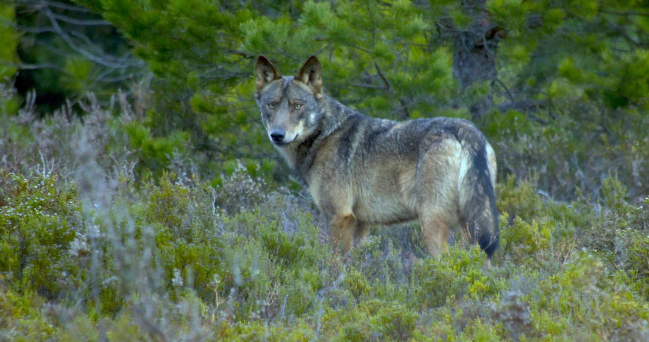 La convivencia entre humanos y lobos / Foto: SINC