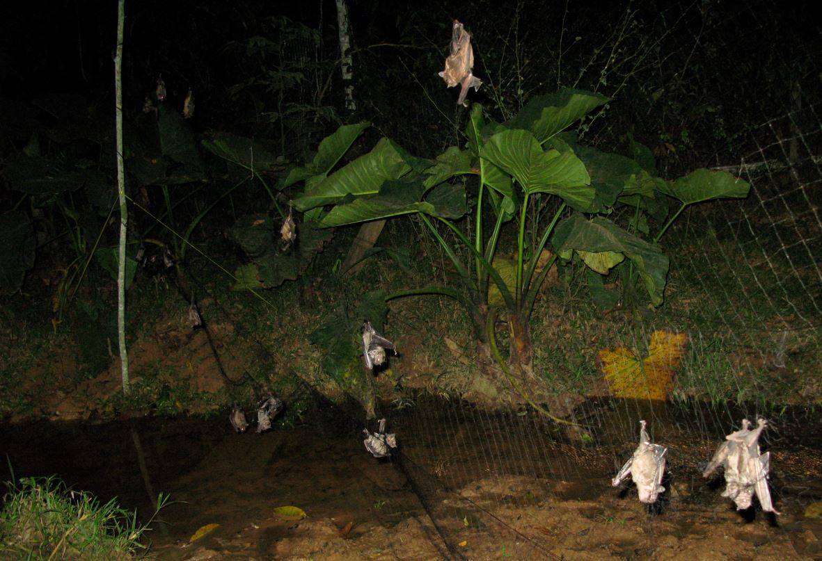 Murciélagos capturados durante la vigilancia del virus zoonótico en la región de Madre de Dios, Perú. Virus / Foto: Daniel Streicker, Mollentze N, et al., PLOS Biology - SINC