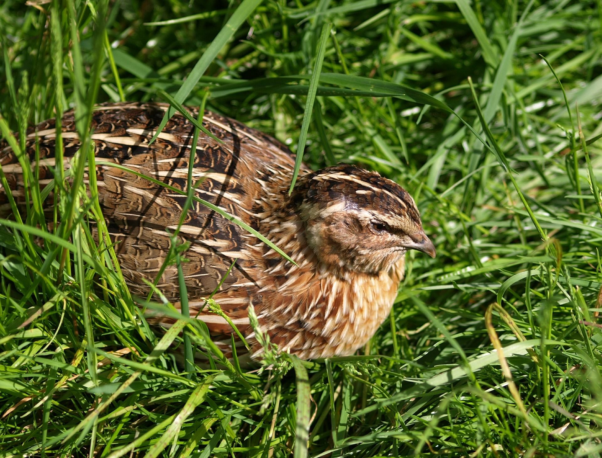 Ejemplar de codorniz. Aves en declive / Foto: Pixabay