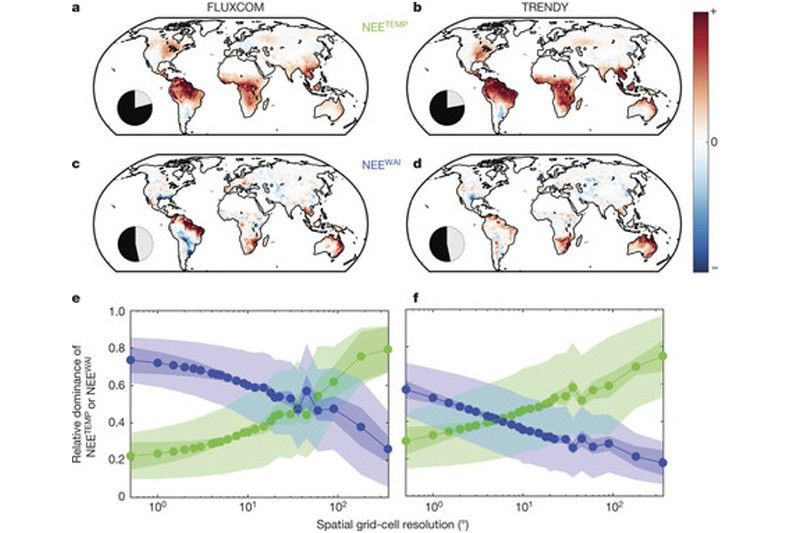 Los patrones espaciales de las anomalías a escala global del intercambio de carbono (NEE) obtenidos con modelos estadísticos (FLUXCOM) y físicos (TRENDY) llegan a la misma conclusión / Gráfico: Martin Jung-Nature