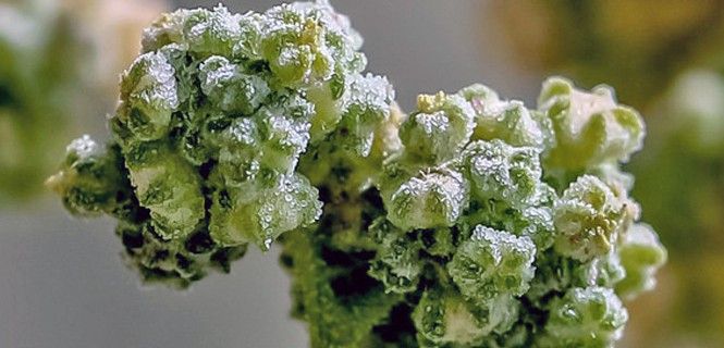 Ejemplar de Chenopodium quinoa / Foto: Linda Polik - KAUST