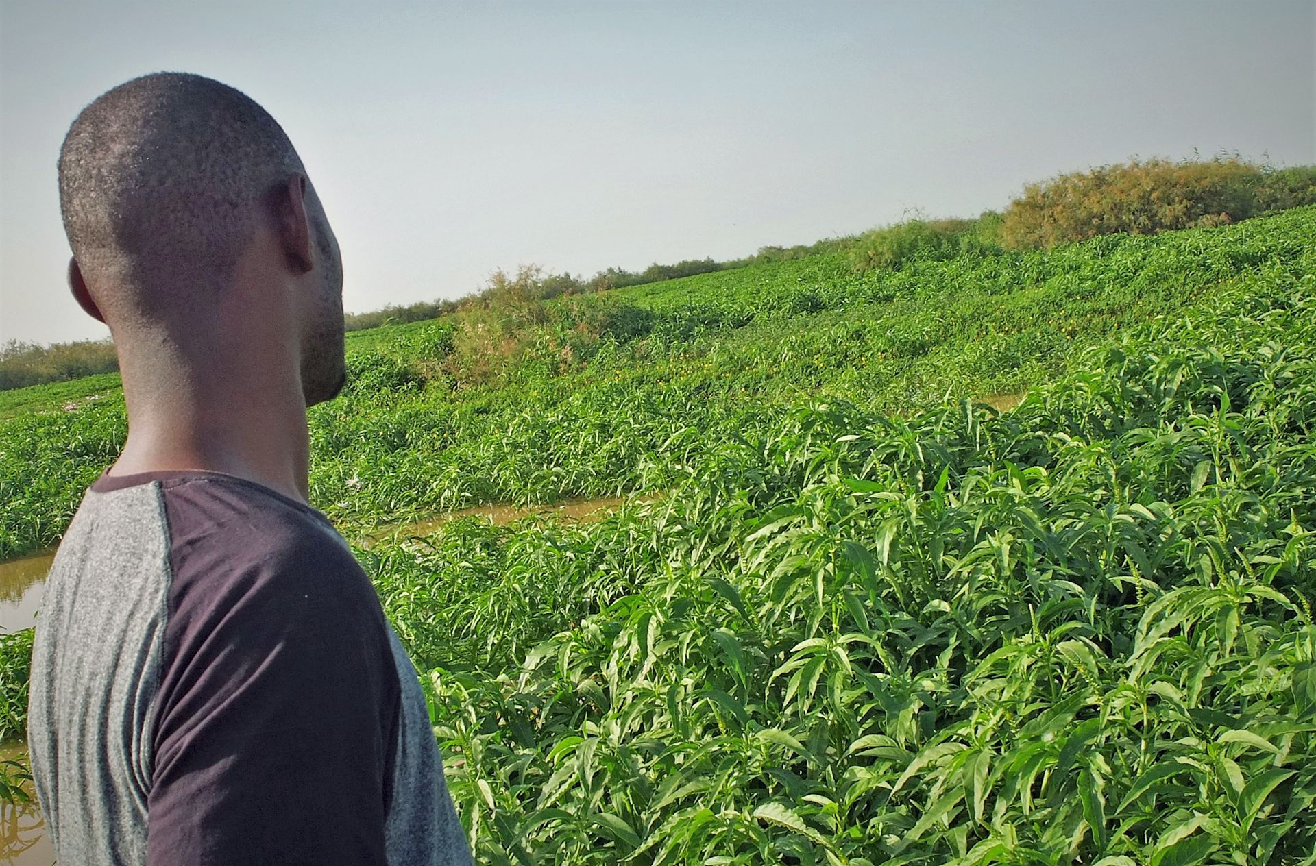 Un chico senegalés observa la totora que crece en la orilla del río / Foto: AGP Un chico senegalés observa la totora que crece en la orilla del río / Foto: AGP