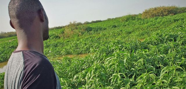 Un chico senegalés observa la totora que crece en la orilla del río / Foto: AGP